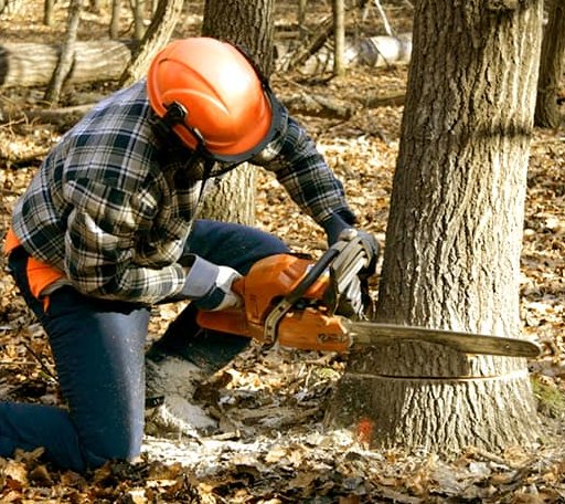 Tree Removal in Orbisonia, PA
